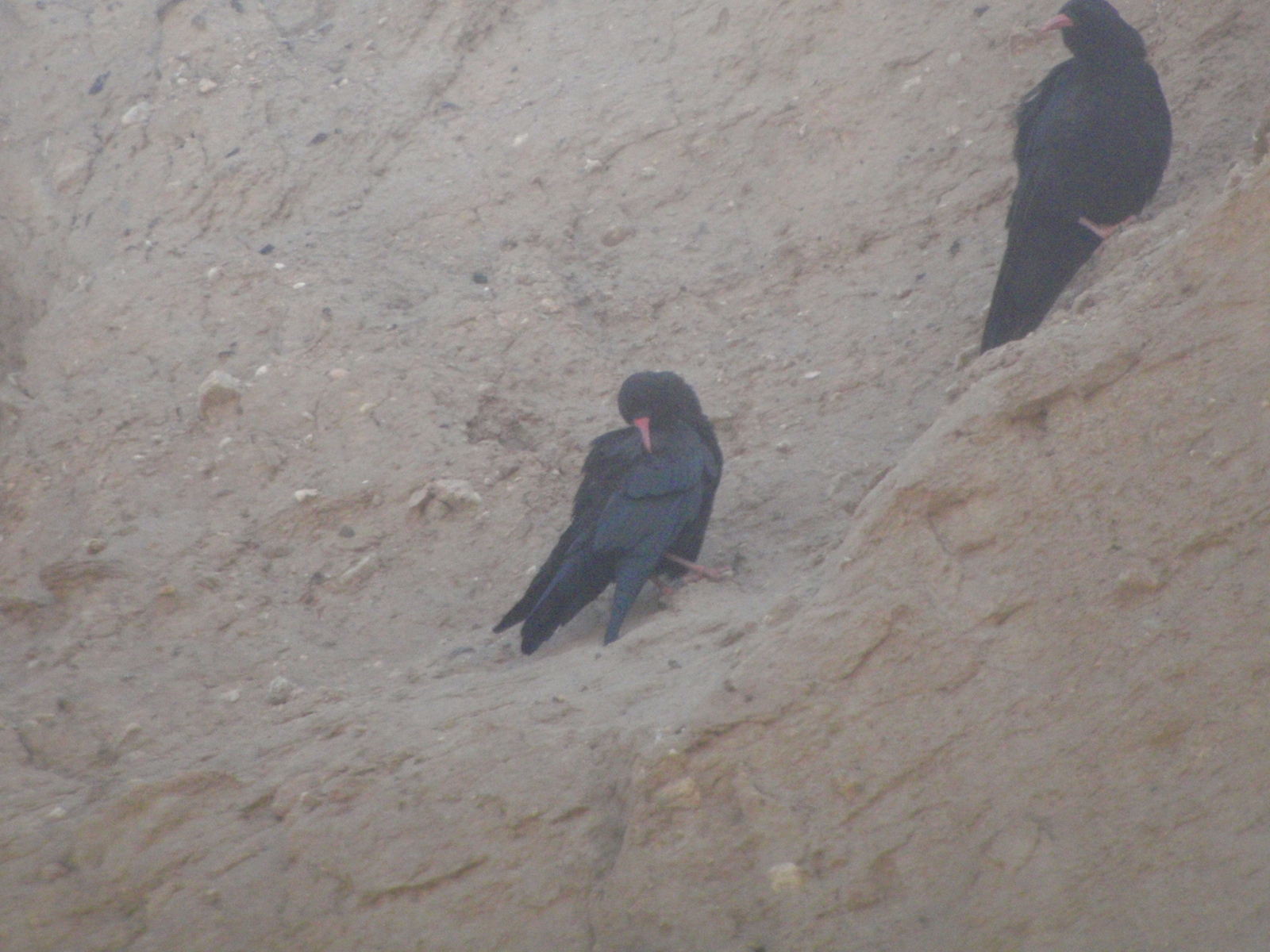 Red-billed Chough