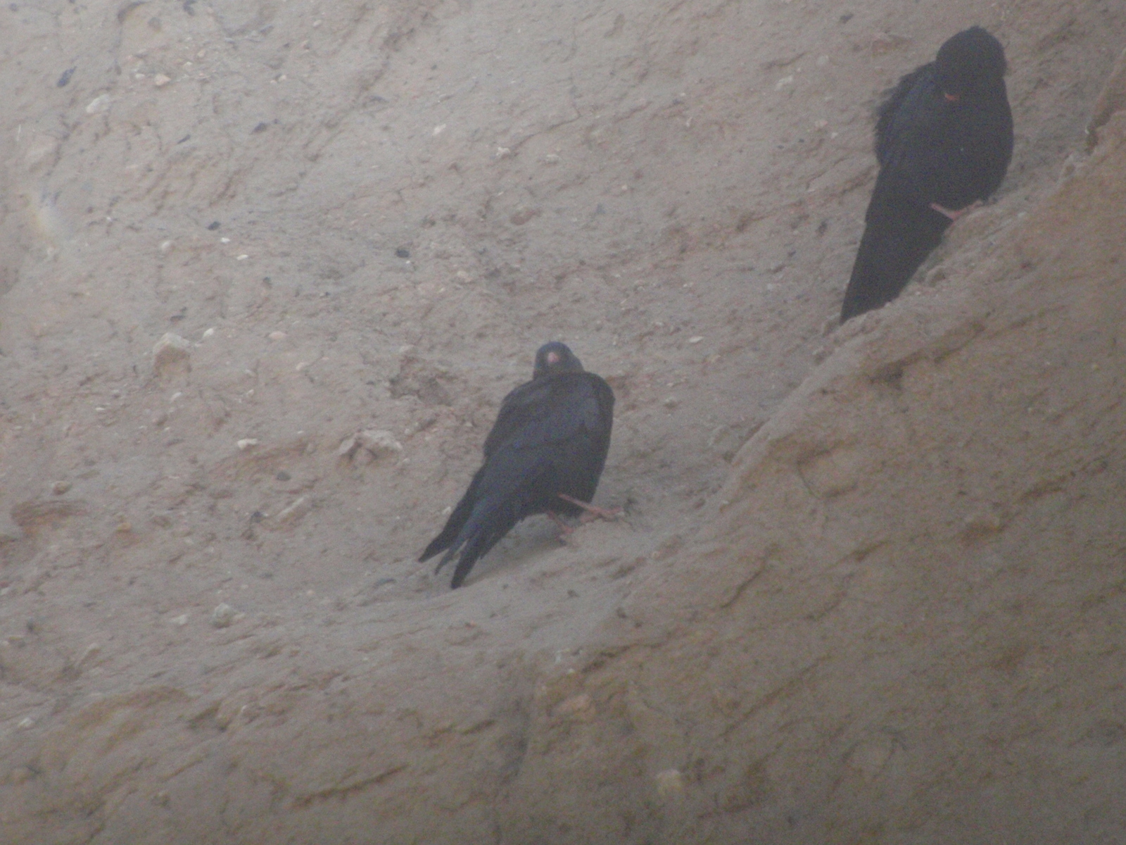 Red-billed Chough