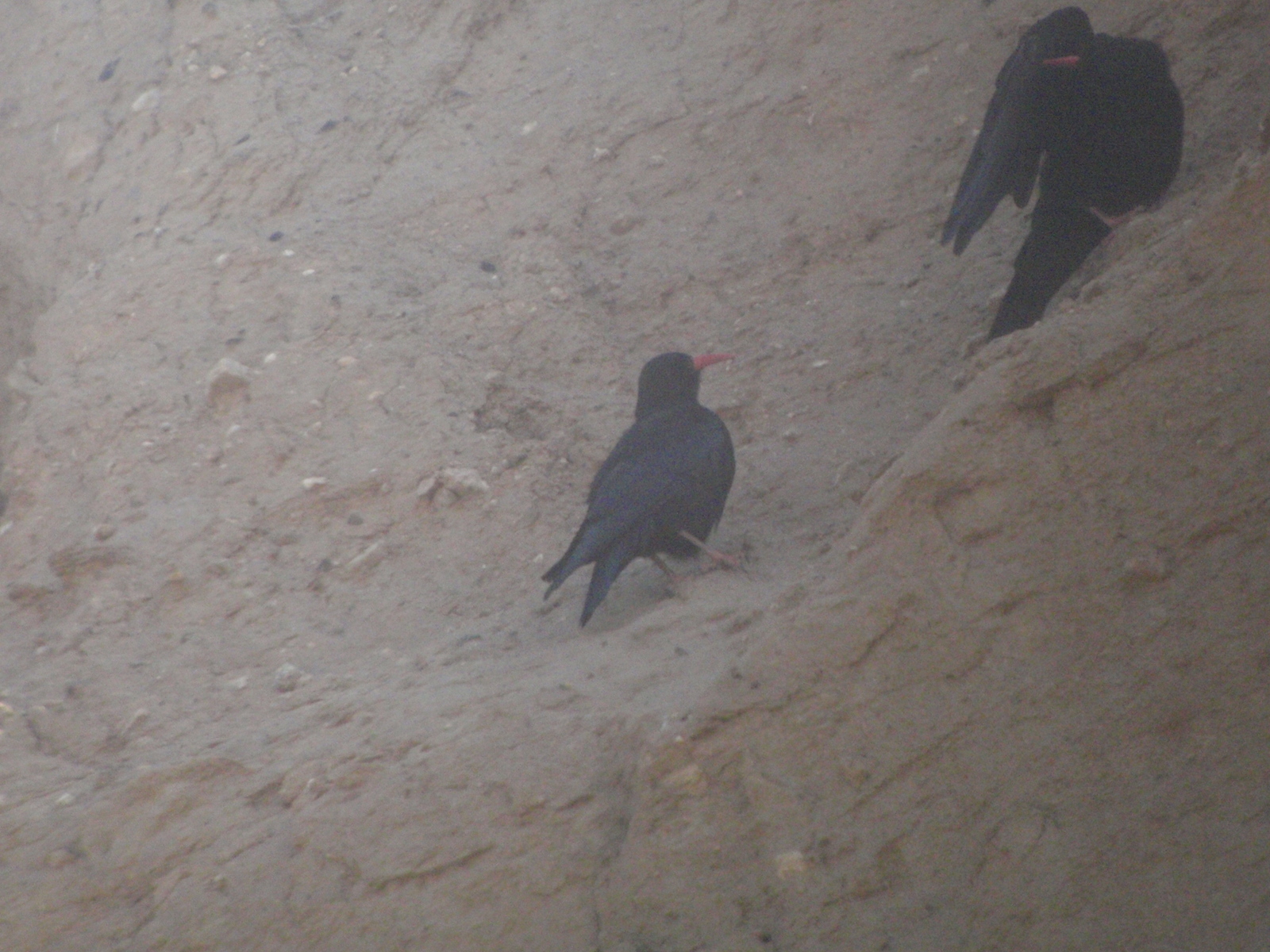Red-billed Chough