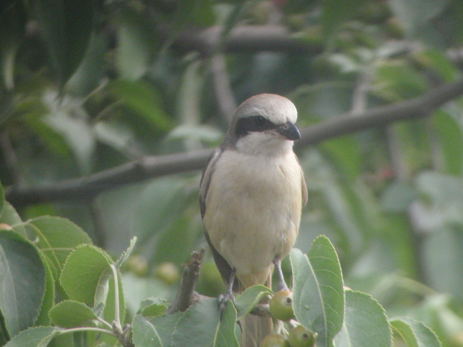 Brown Shrike