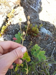 Drymocallis convallaria