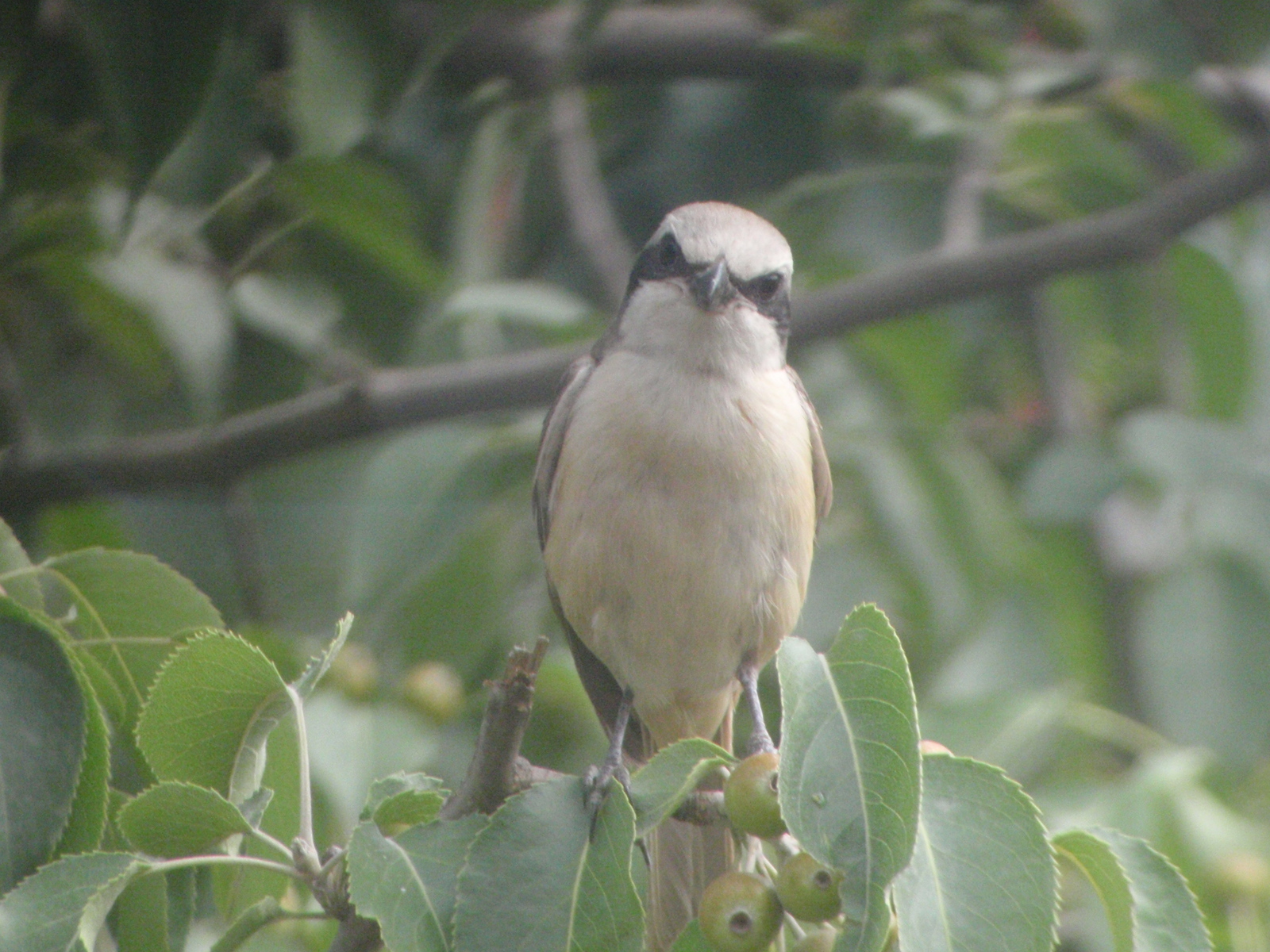 Brown Shrike