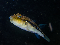 Torquigener squamicauda