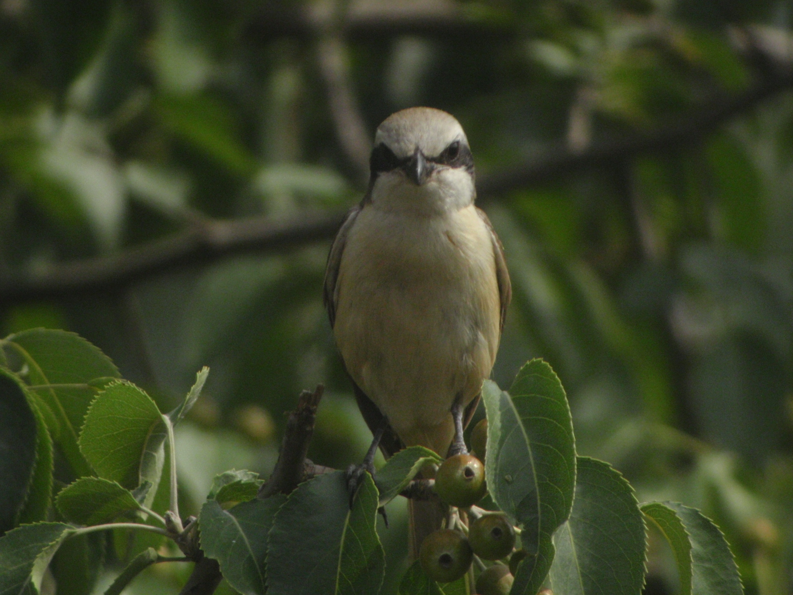 Brown Shrike