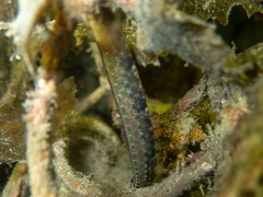 Vanacampus margaritifer