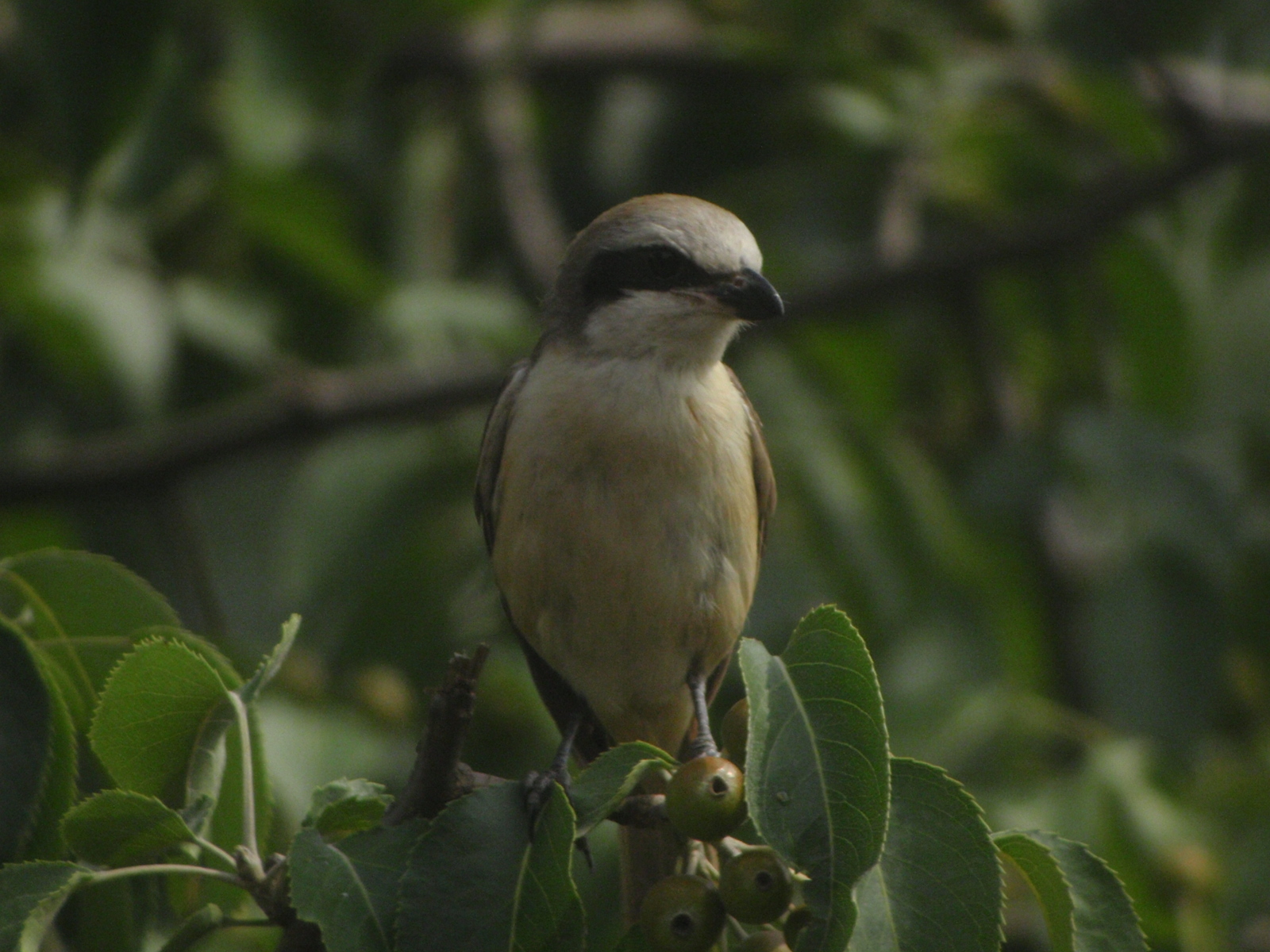 Brown Shrike