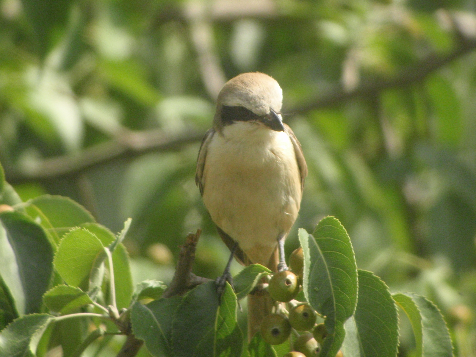 Brown Shrike