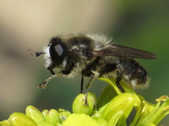 Platynochaetus setosus