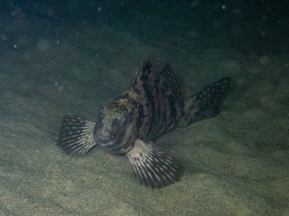 Rock Cale (Fishes of Chowder Bay, Sydney, Australia) · iNaturalist
