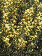 Petrophile squamata