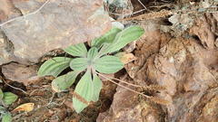 Plantago camtschatica