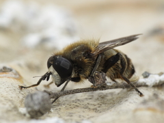 Platynochaetus setosus