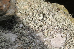Ramalina siliquosa