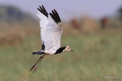 Vanellus crassirostris