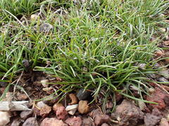 Schoenus breviculmis