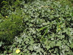 Gossypium tomentosum