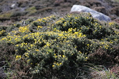 Ulex gallii