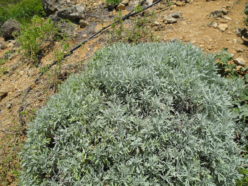 Artemisia kauaiensis