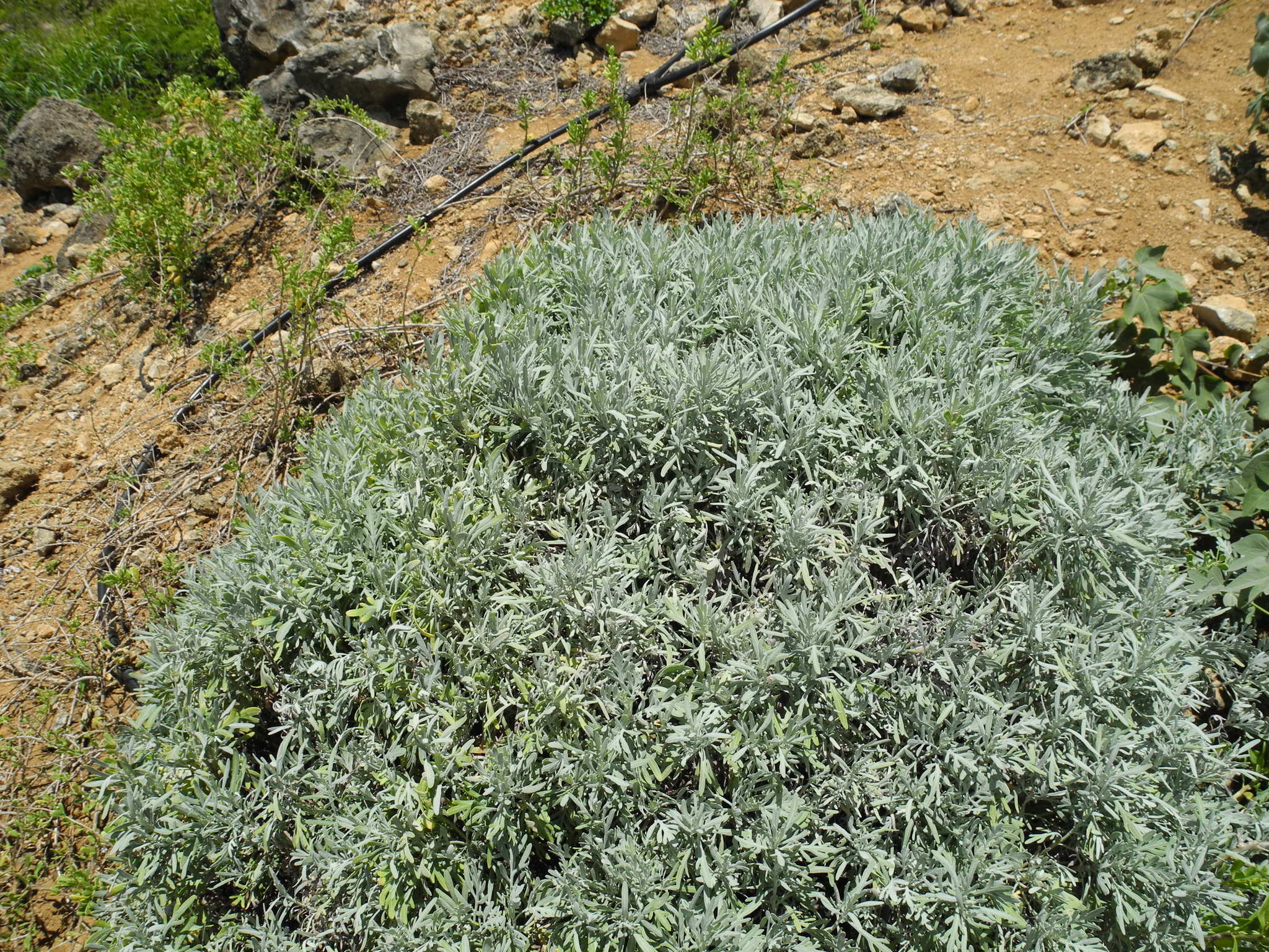 Artemisia kauaiensis