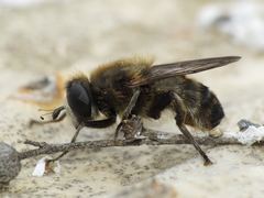 Platynochaetus setosus