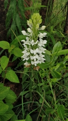 Habenaria roxburghii