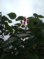 Erythrina arborescens
