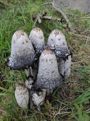 Coprinus comatus