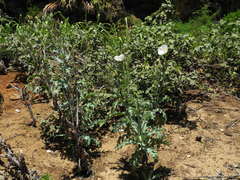 Argemone glauca