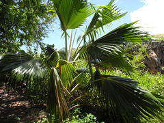 Pritchardia