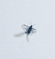 Eriosomatinae