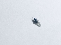 Eriosomatinae