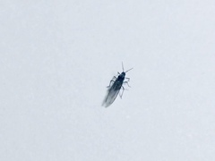 Eriosomatinae