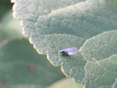 Eriosomatinae