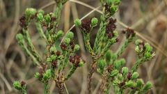 Crassula ericoides ericoides