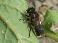 Platynochaetus setosus