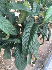 Eriobotrya japonica