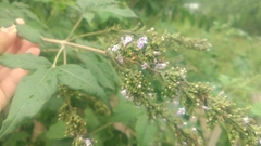Vitex negundo heterophylla