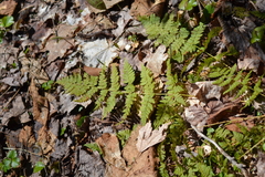 Dryopteris × triploidea