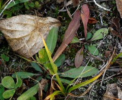 Erigeron acris kamtschaticus