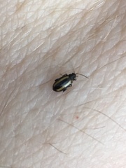 Phyllotreta undulata