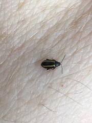 Phyllotreta undulata