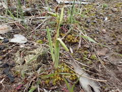 Diuris pardina