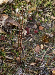 Erigeron acris kamtschaticus