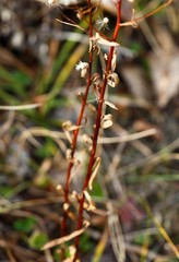 Erigeron acris kamtschaticus
