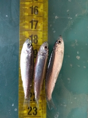 Clupeonella cultriventris