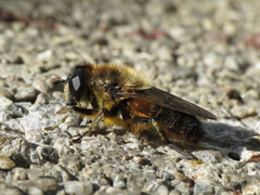 Platynochaetus setosus