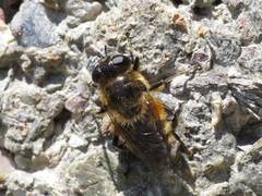 Platynochaetus setosus