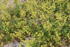 Alchemilla saxatilis