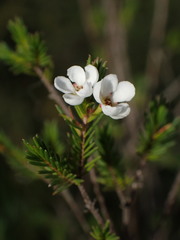 Baeckea linifolia