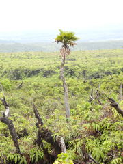 Pritchardia